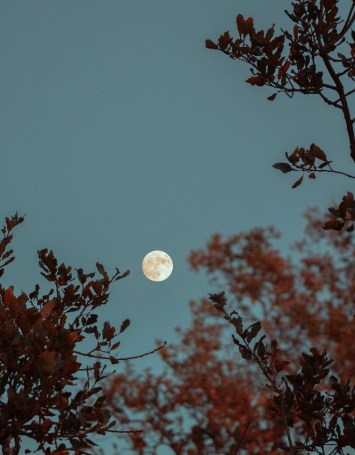 full moon over the tree